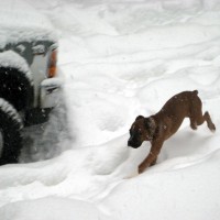 Rocky thinks it's just a big white playground